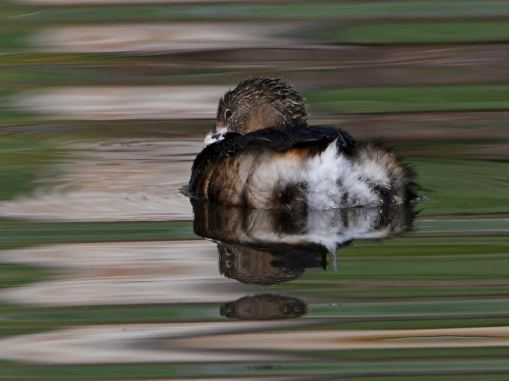 Grebe.jpg