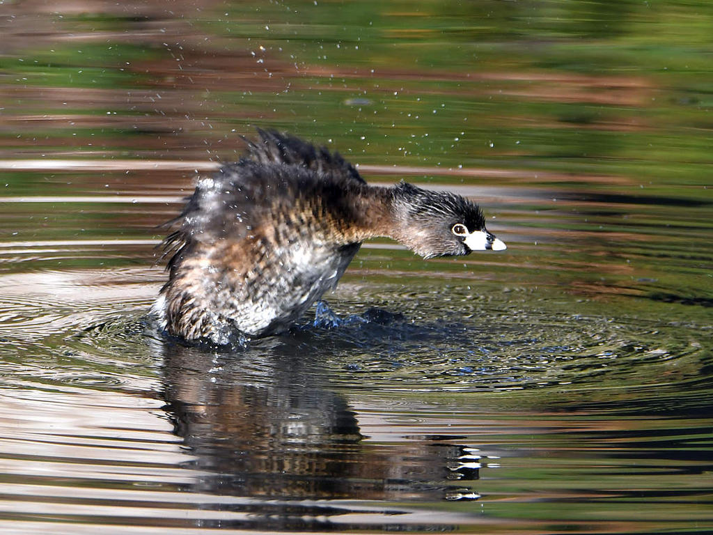 Grebe.jpg