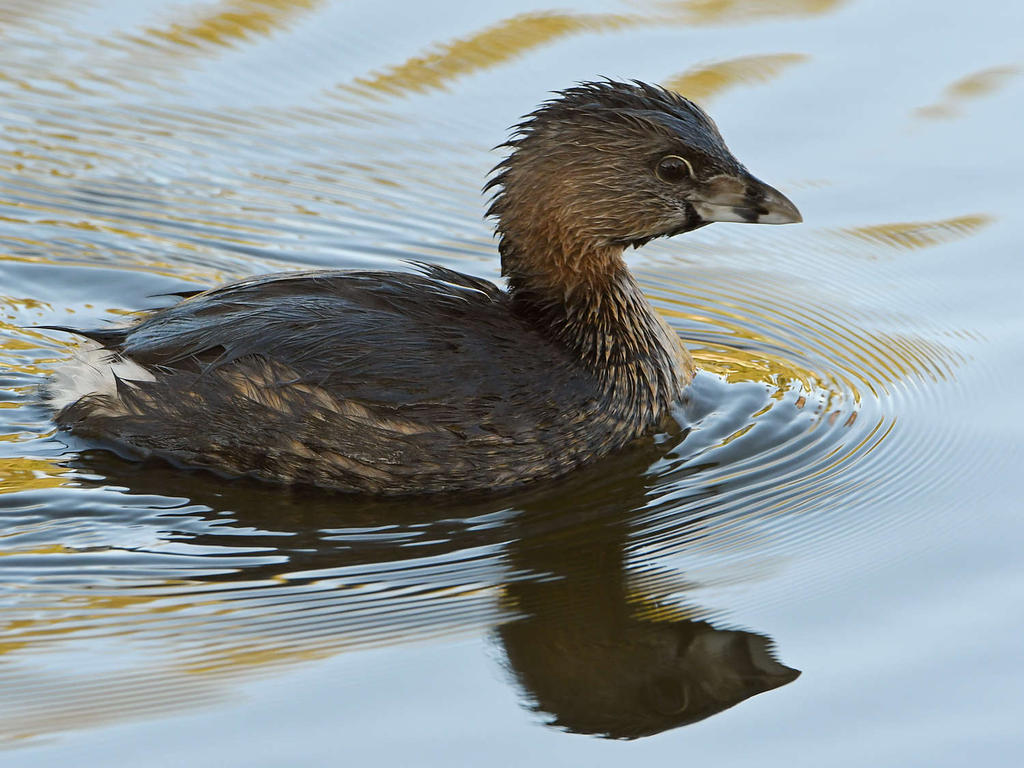 Grebe.jpg