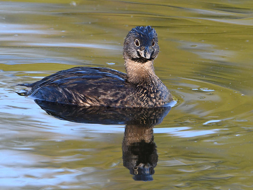Grebe.jpg