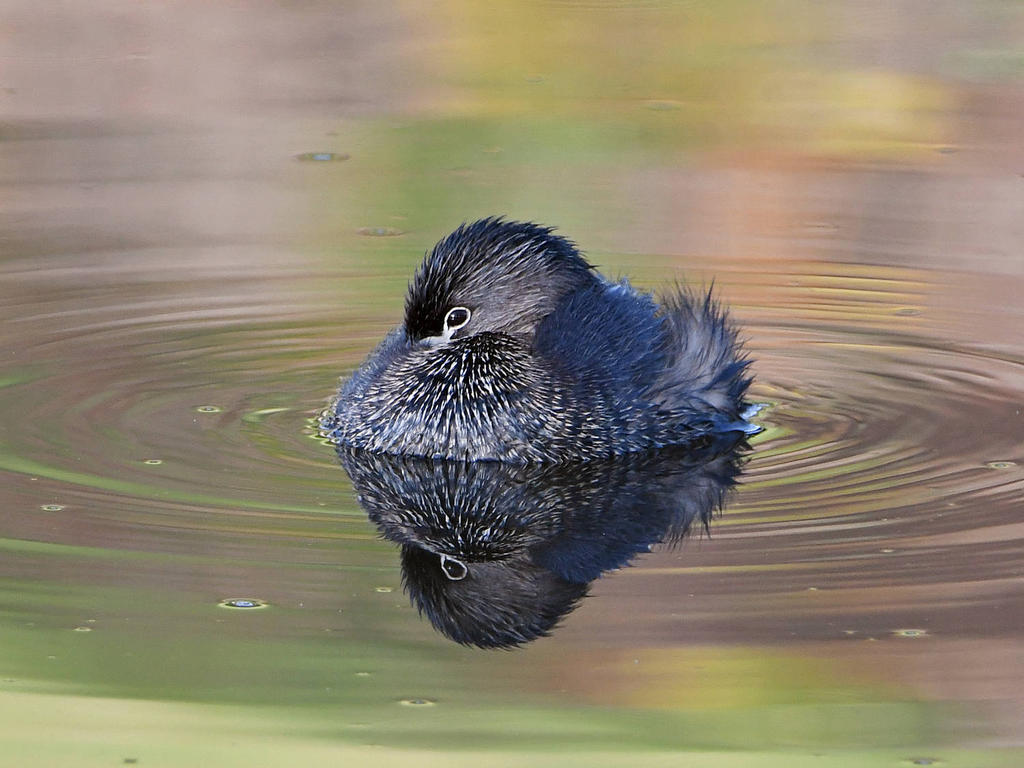Grebe.jpg