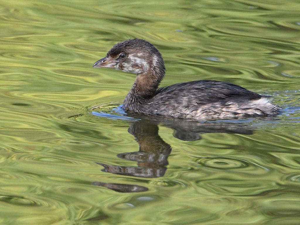 Grebe.jpg