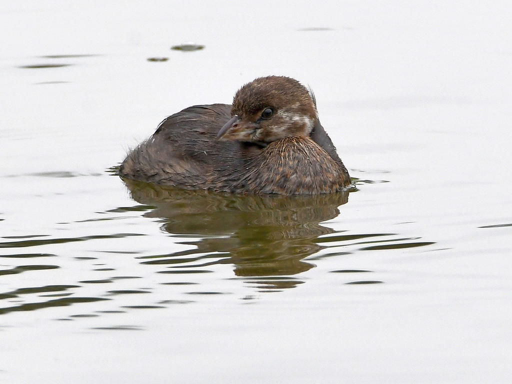 Grebe.jpg