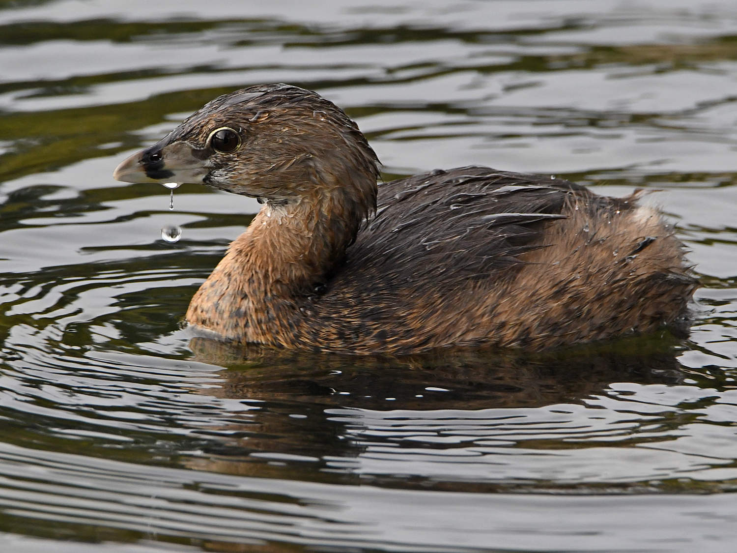 Grebe.jpg