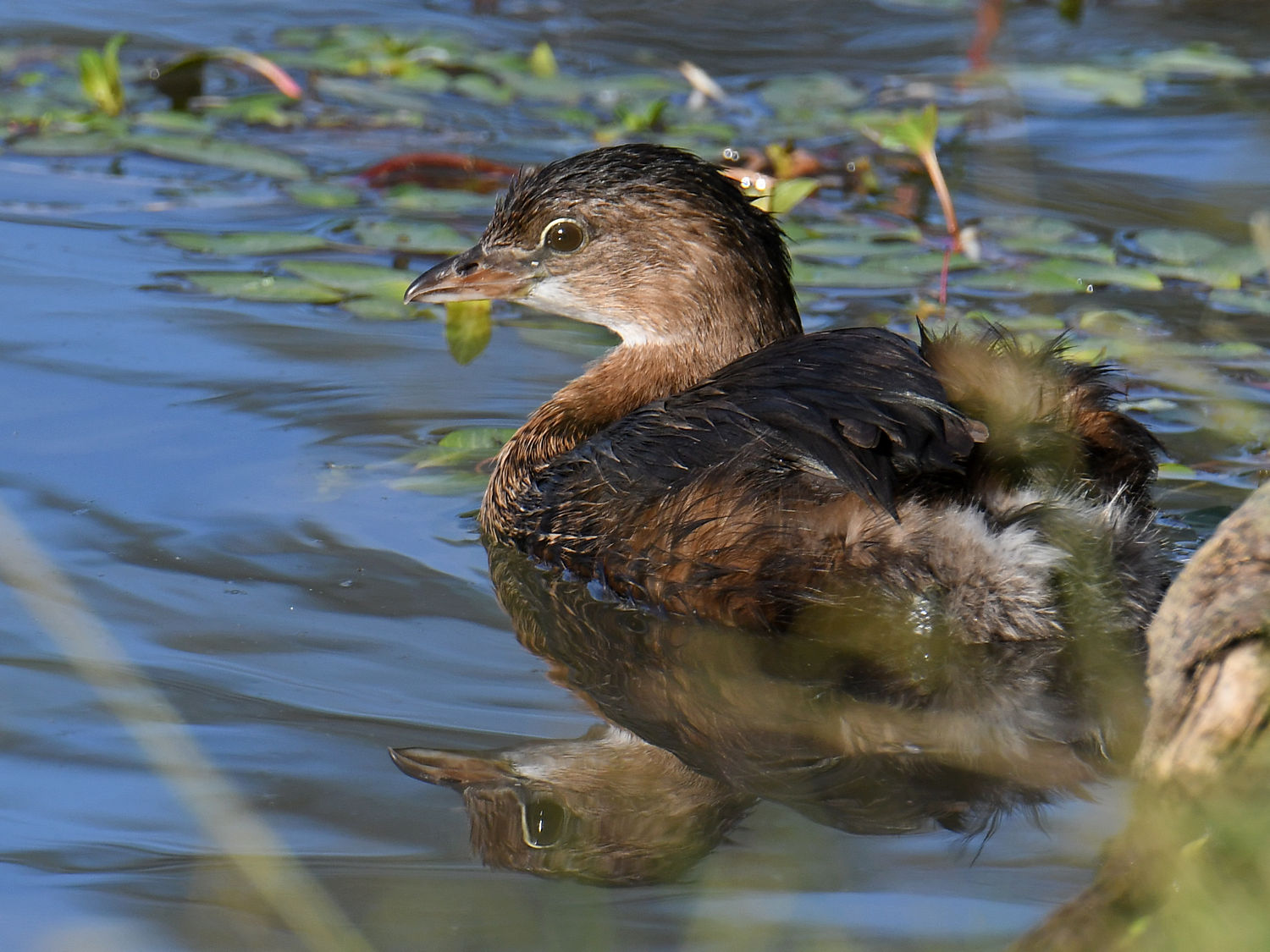 Grebe.jpg