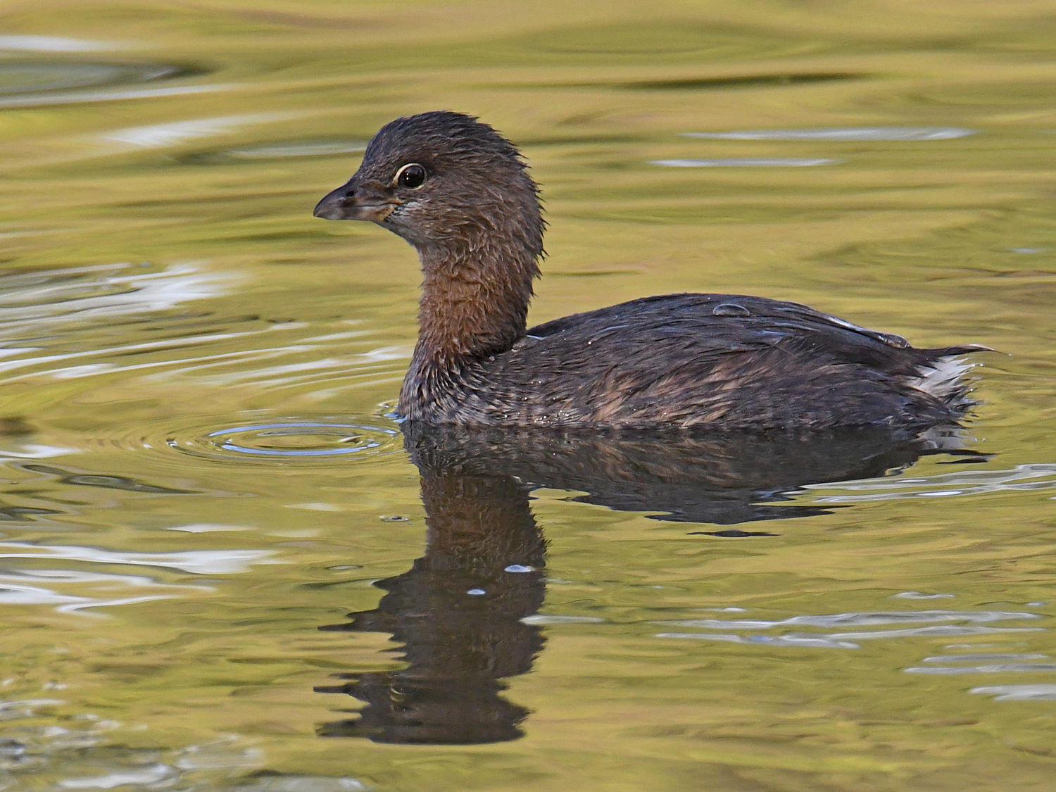 Grebe.jpg