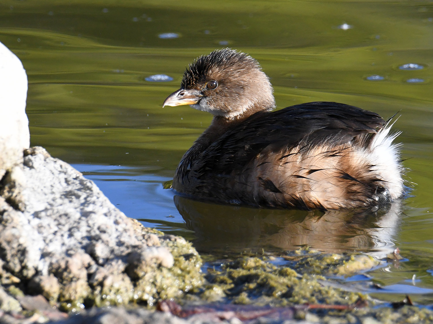 Grebe.jpg