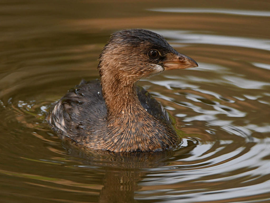 Grebe10.jpg