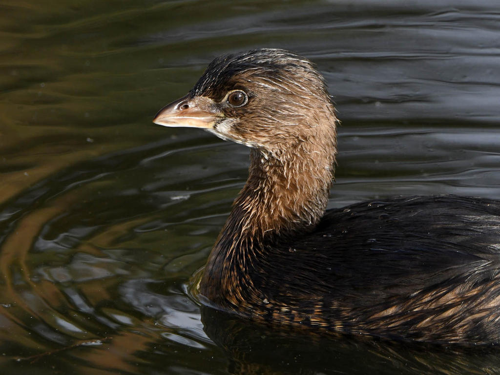 Grebe10.jpg