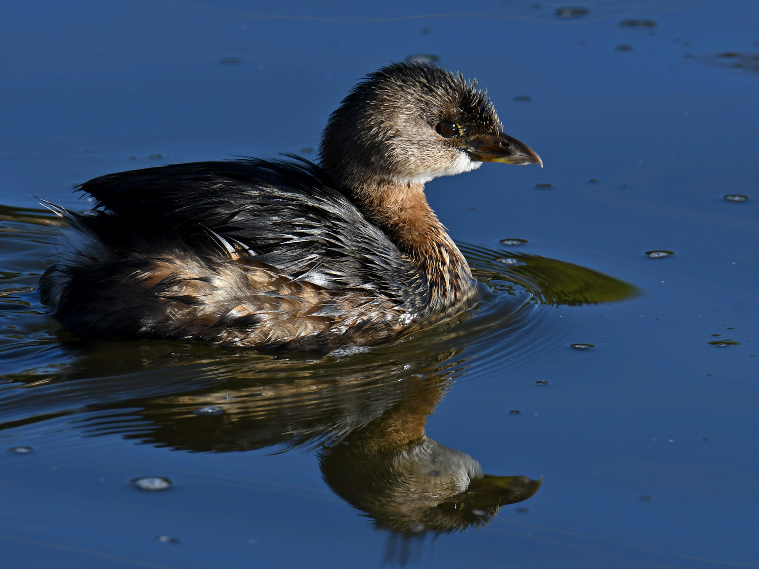 Grebe10.jpg