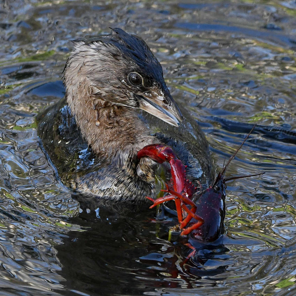 Grebe10_2021_03_06.jpg