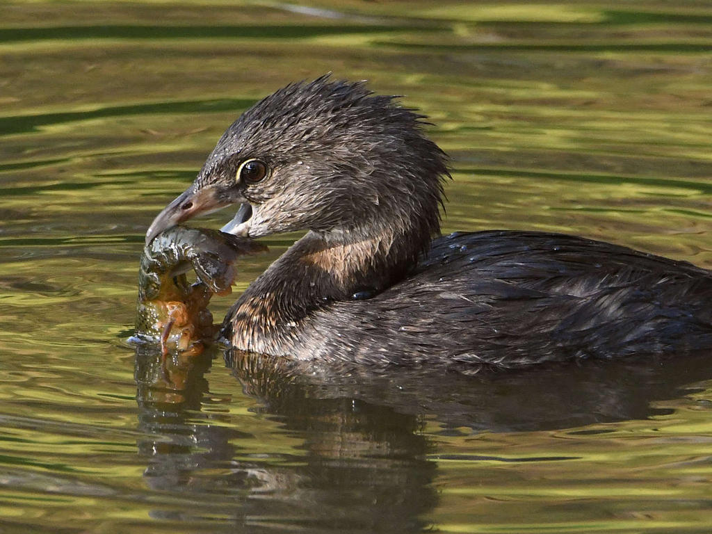 Grebe11.jpg