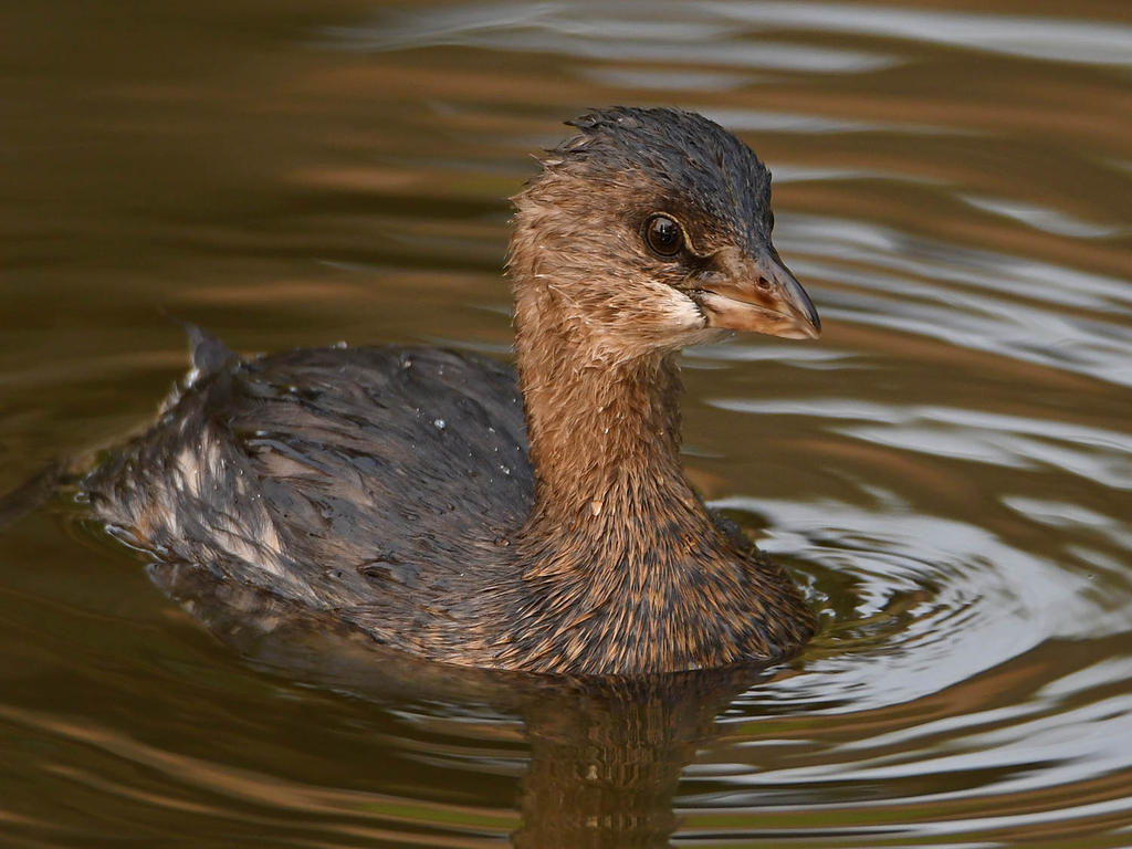 Grebe11.jpg