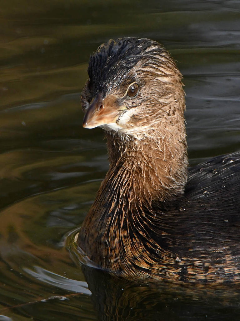 Grebe11.jpg