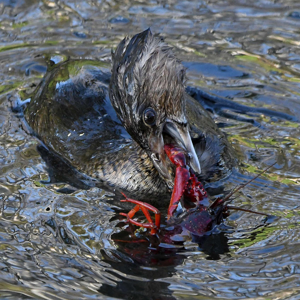 Grebe11.jpg