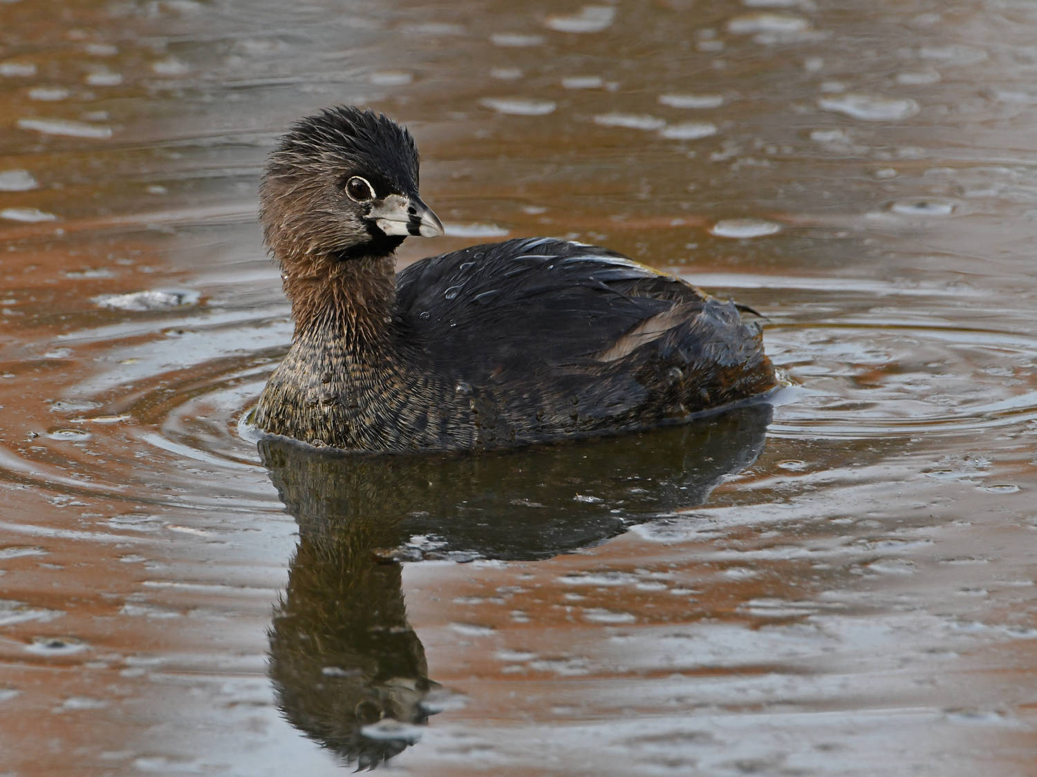 Grebe11.jpg