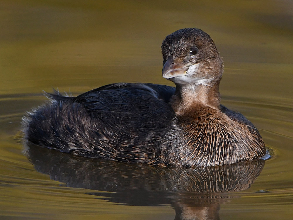Grebe12.jpg