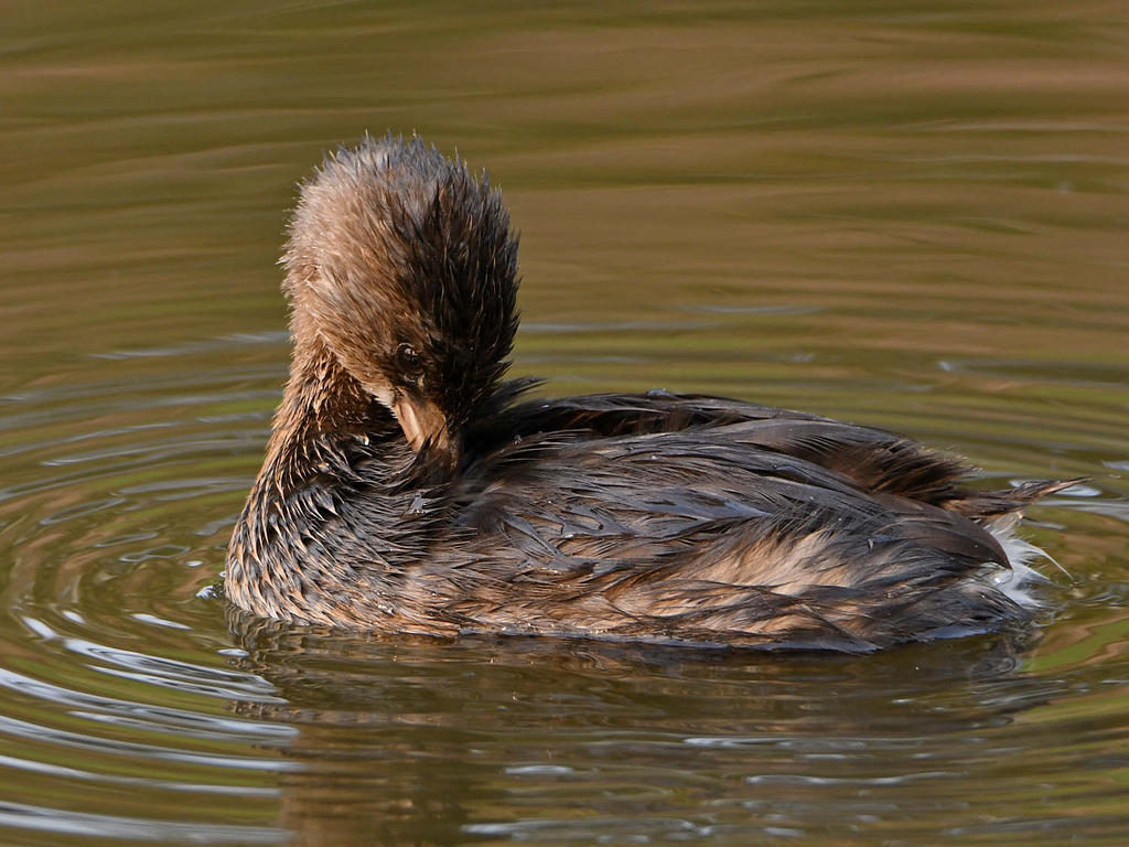 Grebe12.jpg