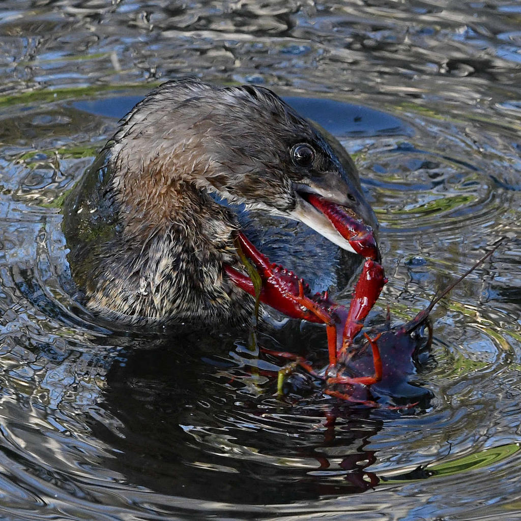 Grebe12.jpg