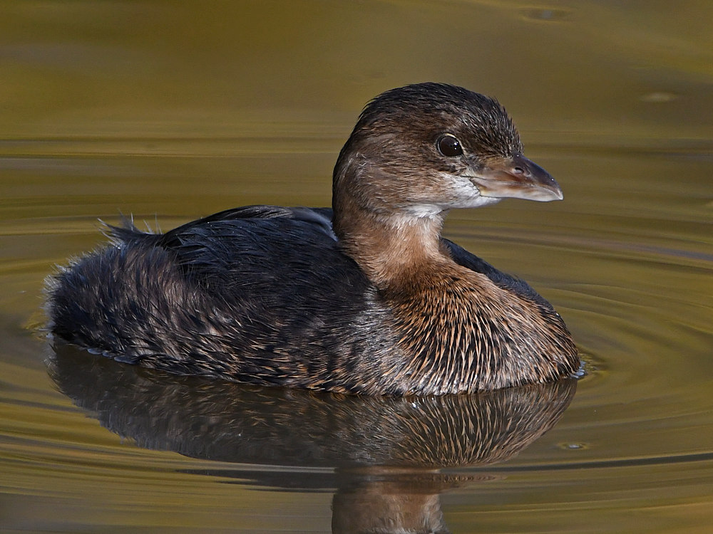 Grebe13.jpg