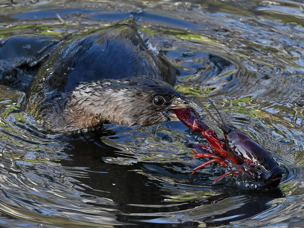 Grebe13.jpg