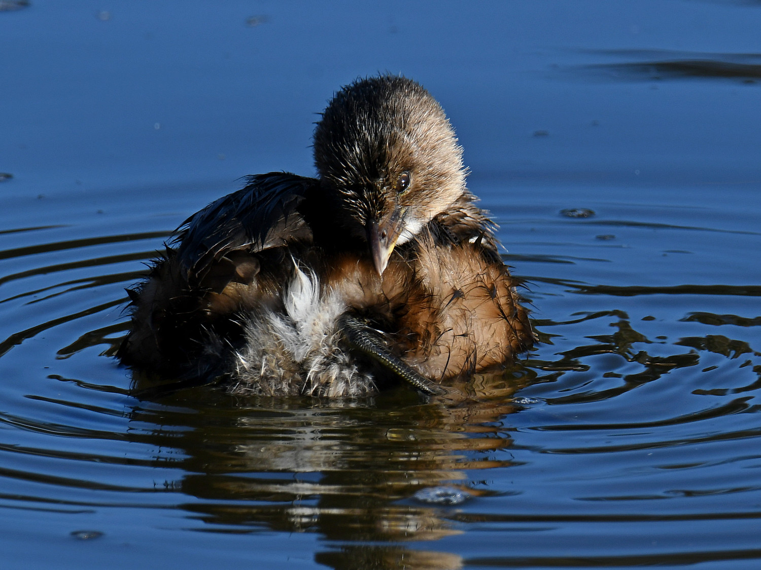 Grebe13.jpg