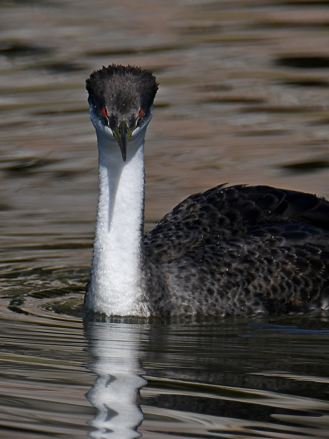Grebe17.jpg