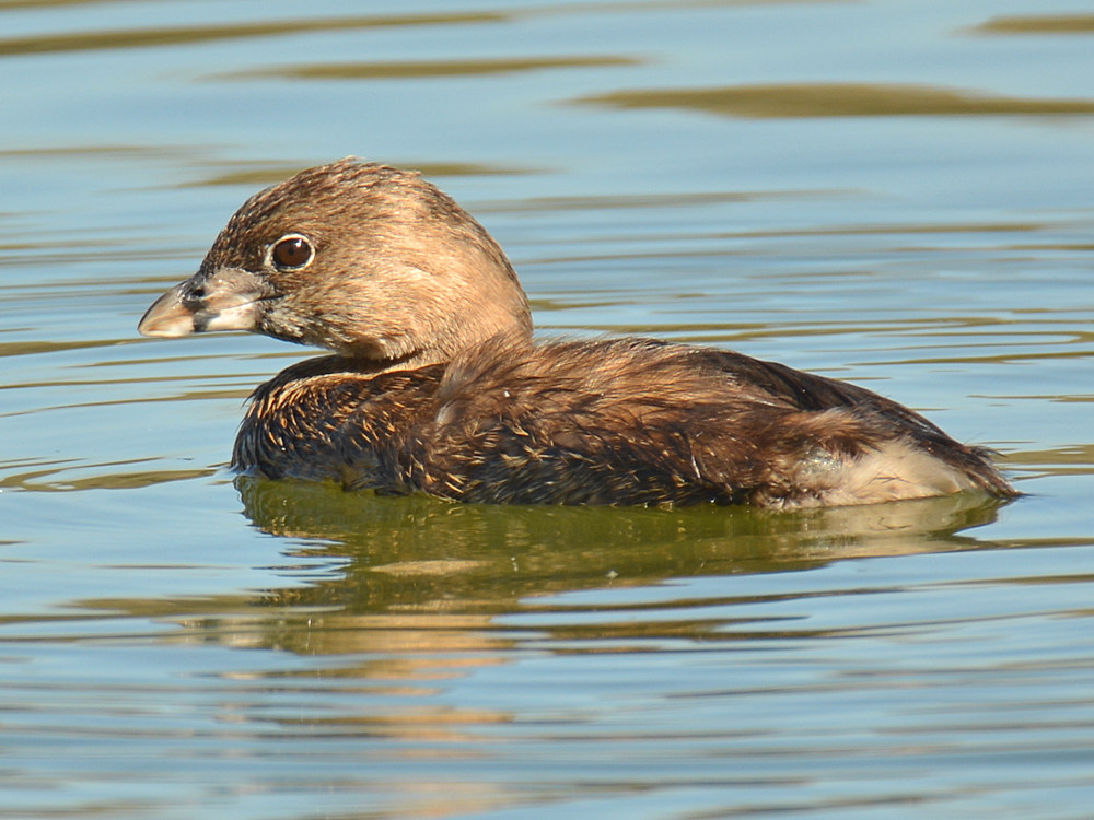 Grebe2.jpg