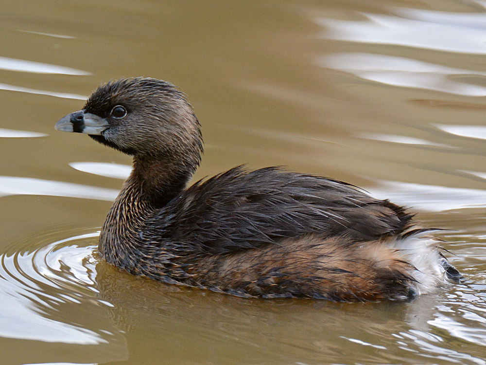 Grebe2.jpg