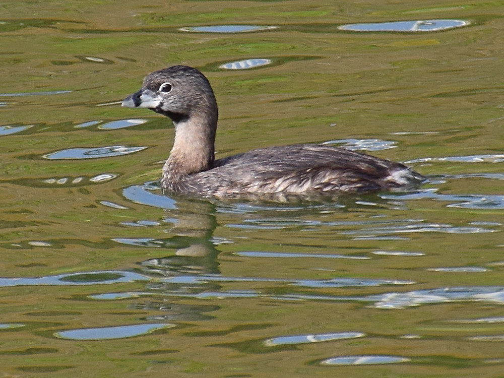 Grebe2.jpg