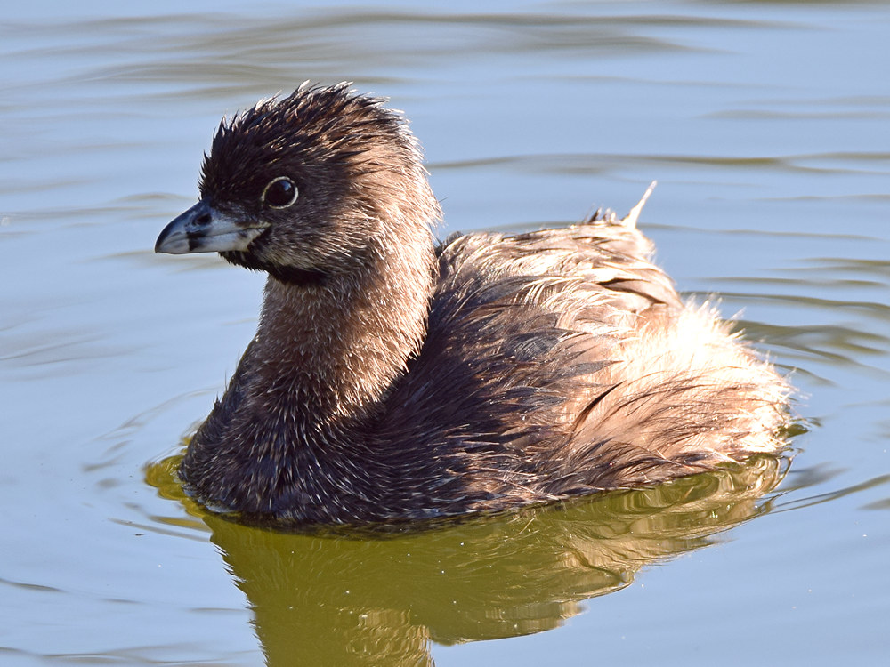 Grebe2.jpg