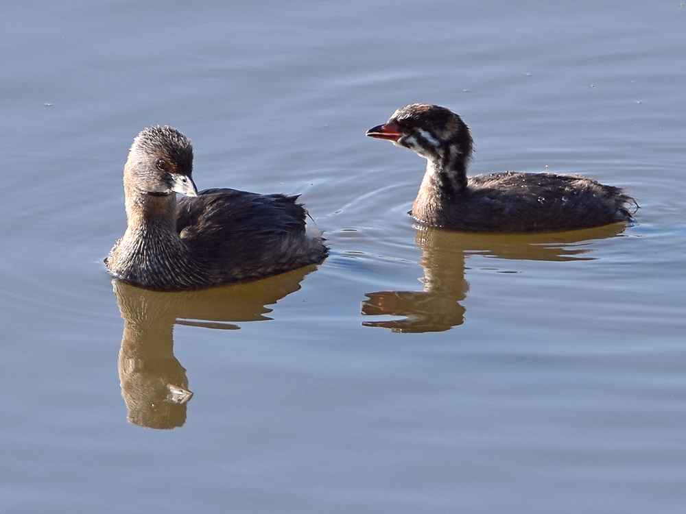 Grebe2.jpg