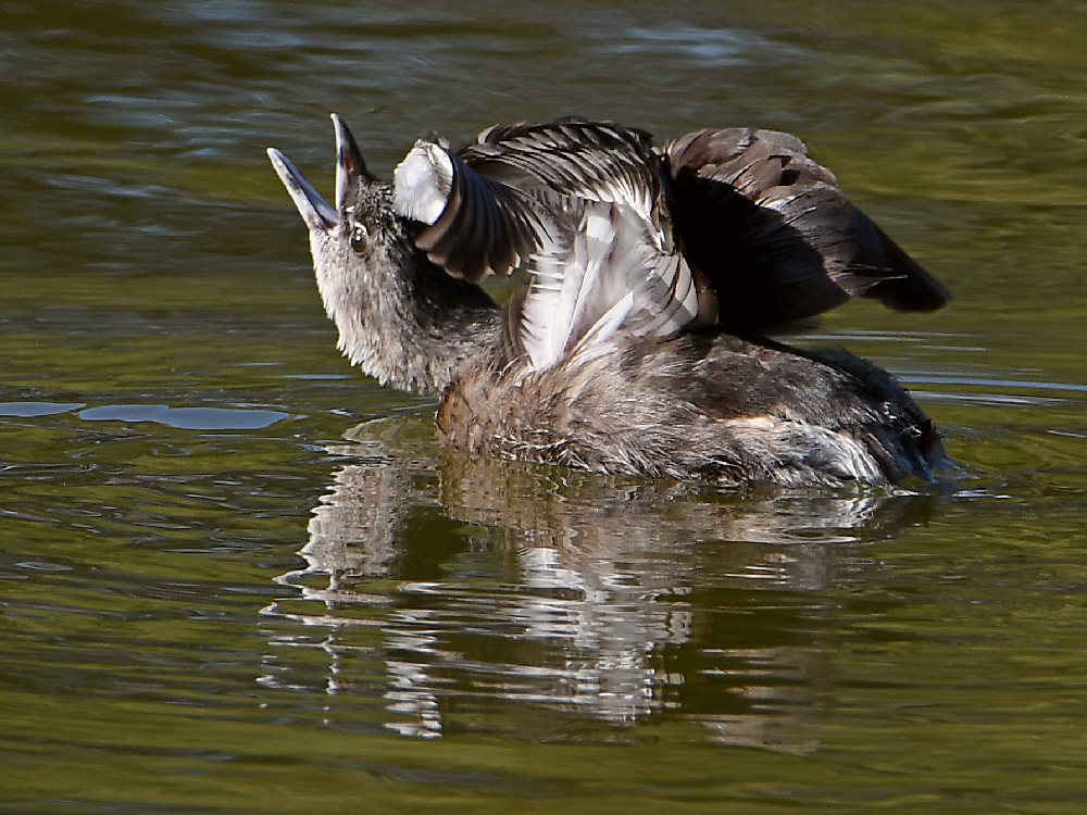 Grebe2.jpg