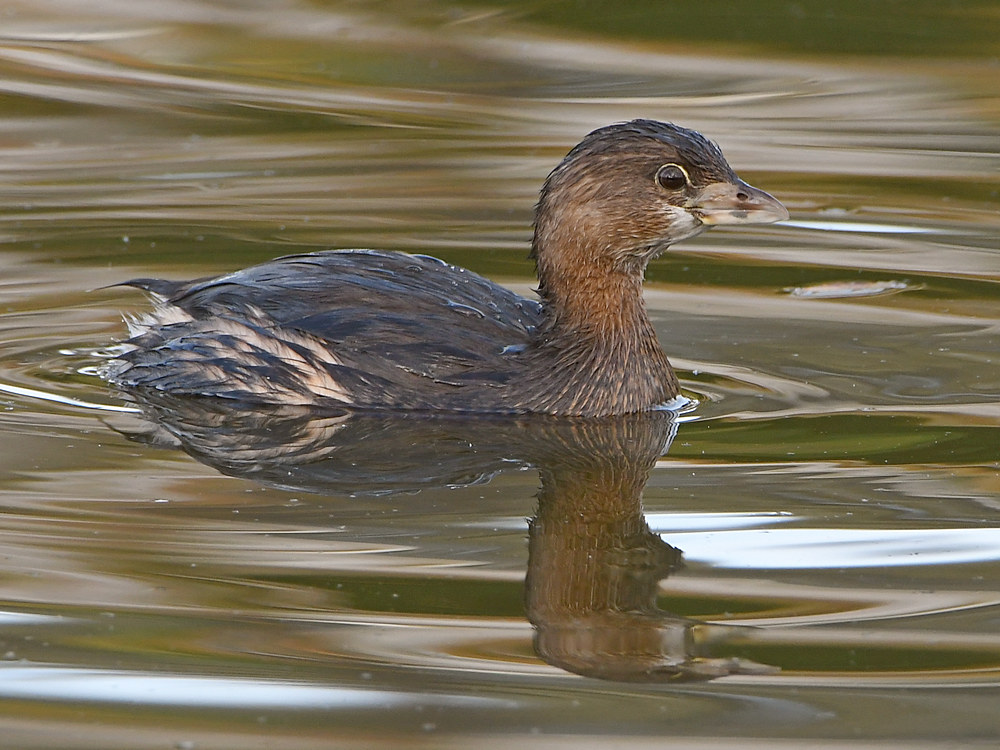 Grebe2.jpg