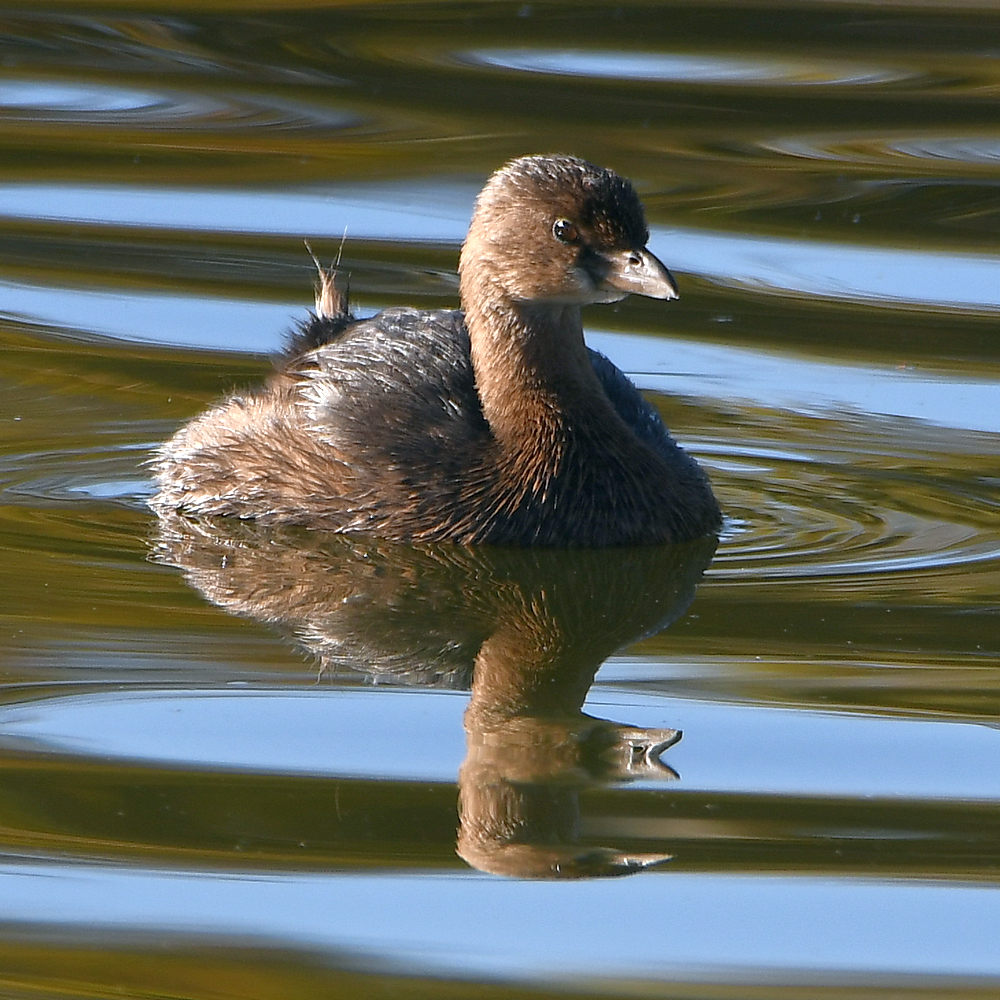 Grebe2.jpg