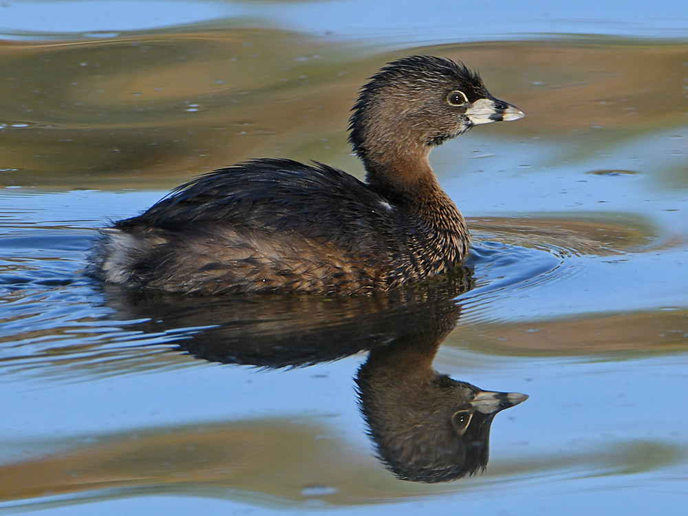 Grebe2.jpg