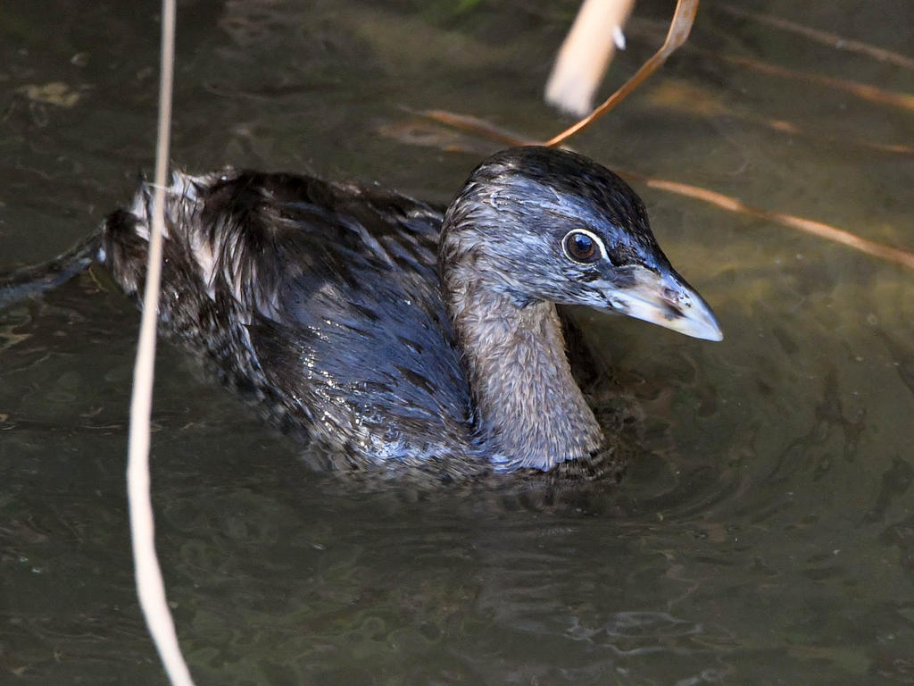 Grebe2.jpg