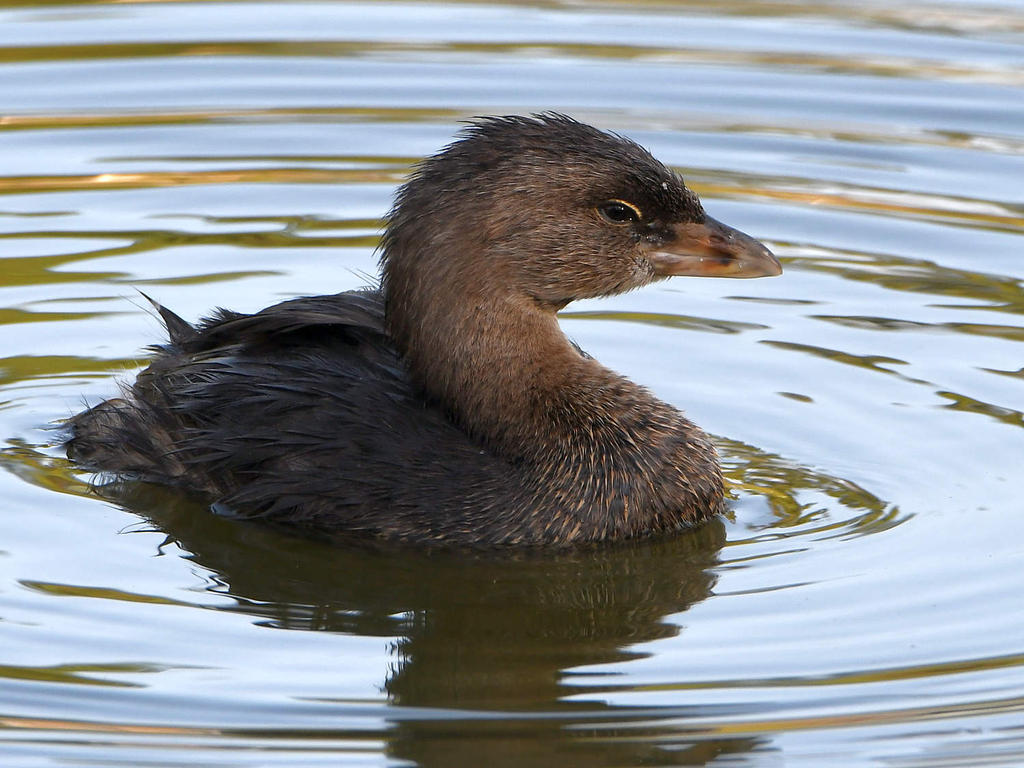 Grebe2.jpg