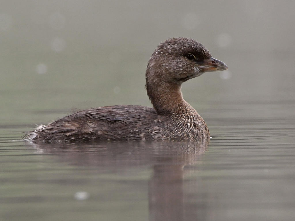 Grebe2.jpg