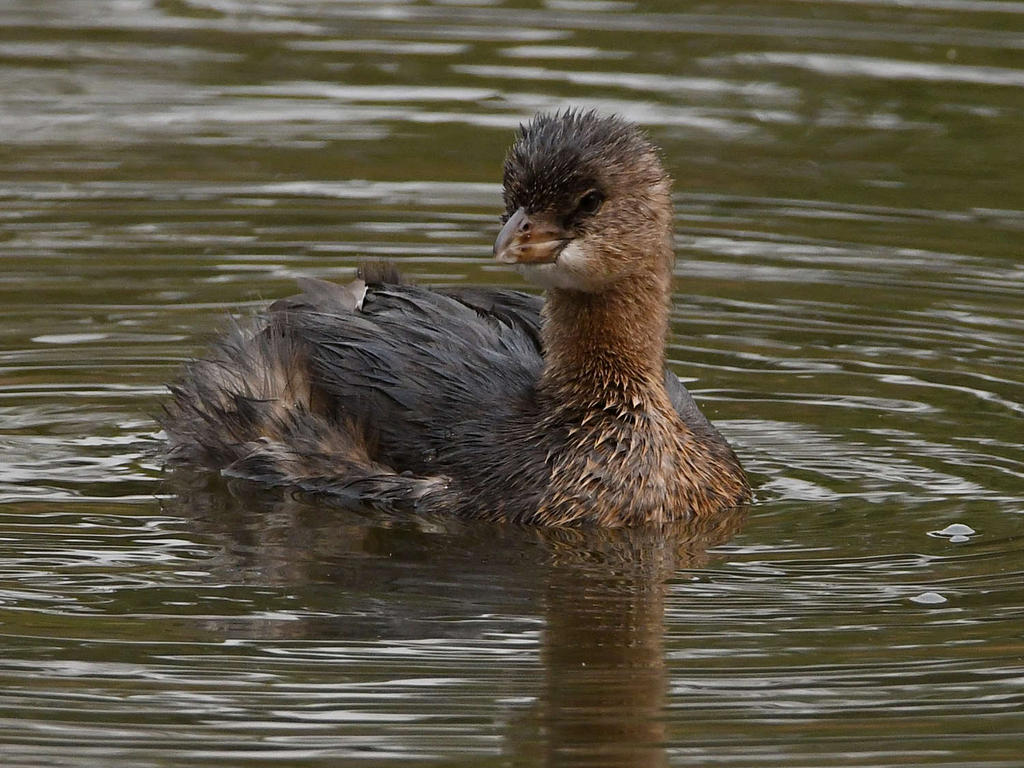 Grebe2.jpg
