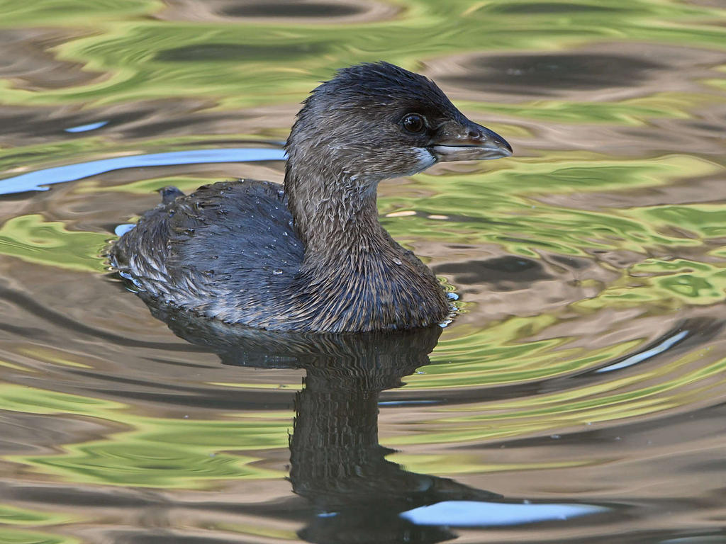 Grebe2.jpg