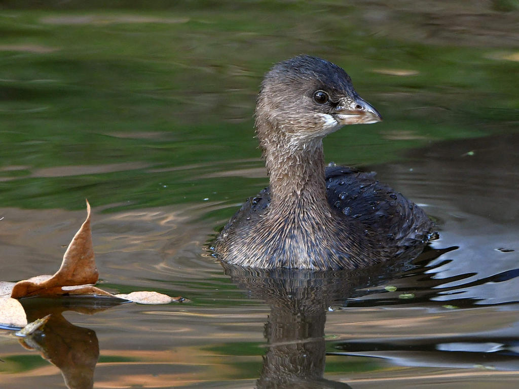 Grebe2.jpg