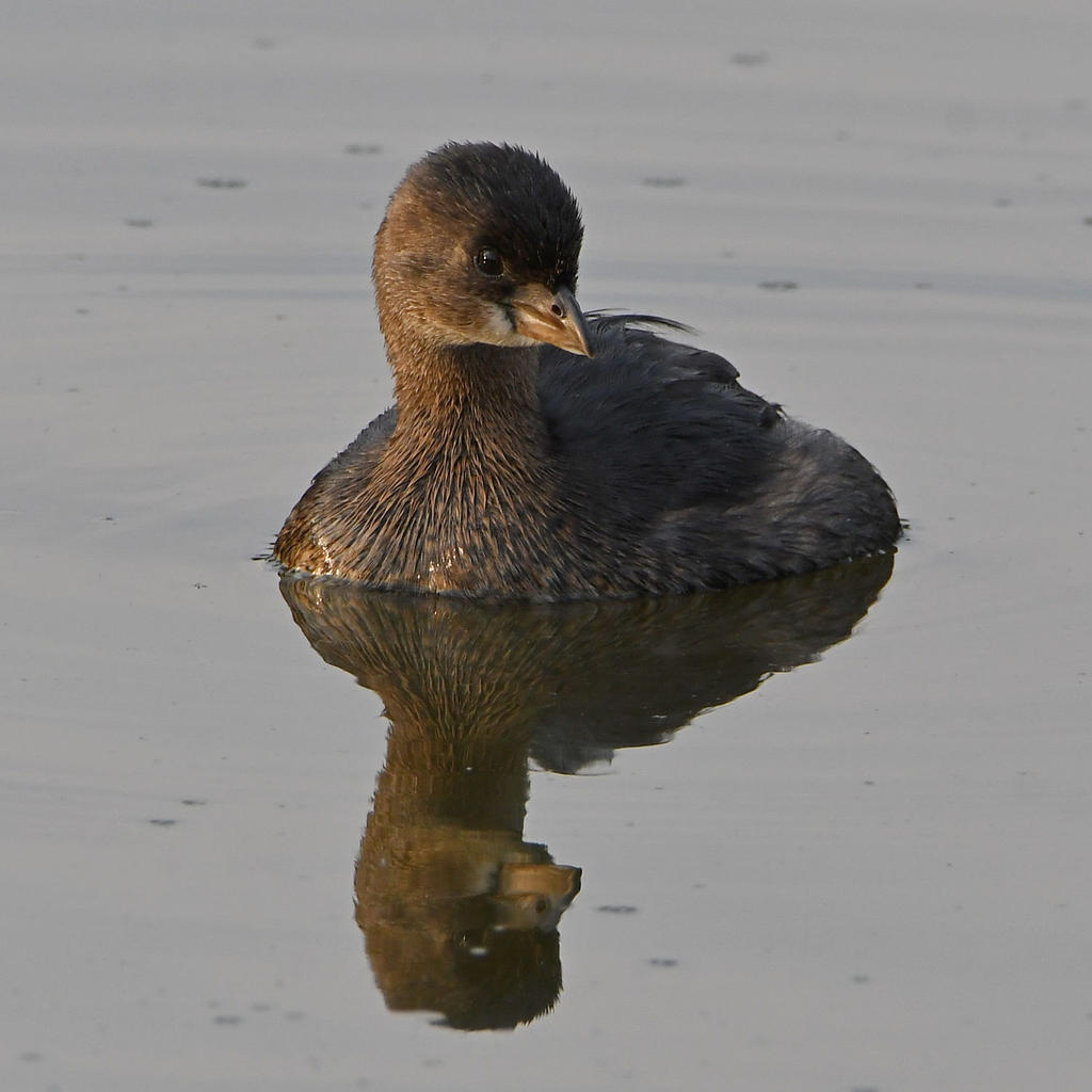 Grebe2.jpg