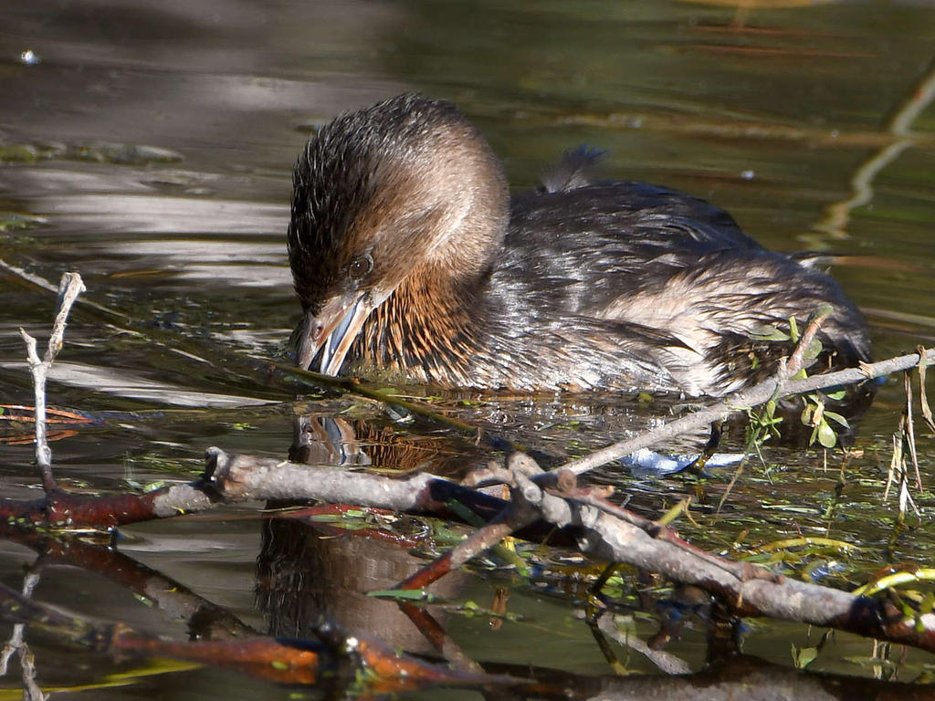 Grebe2.jpg