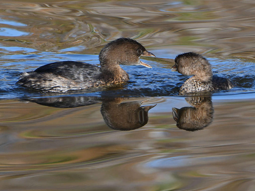 Grebe2.jpg