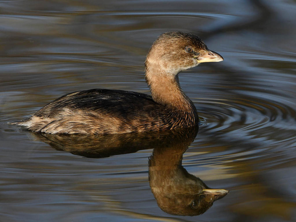 Grebe2.jpg
