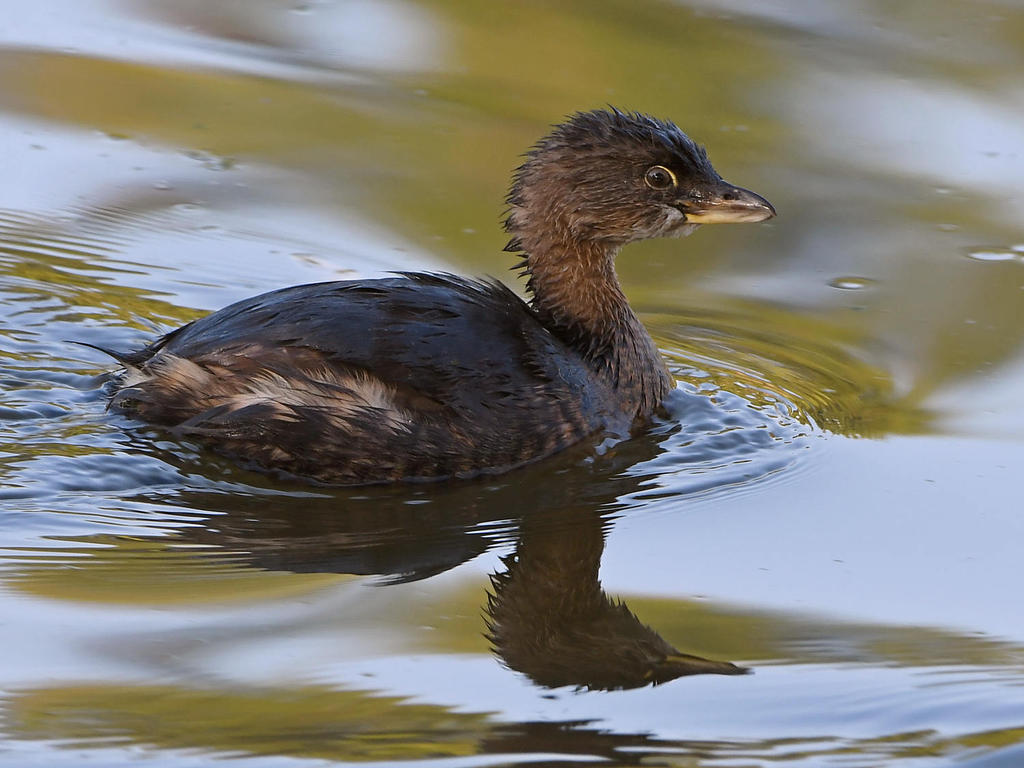 Grebe2.jpg