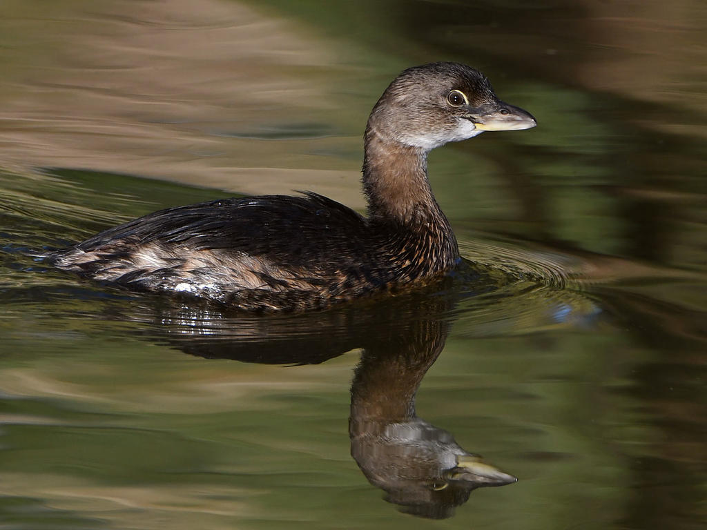 Grebe2.jpg