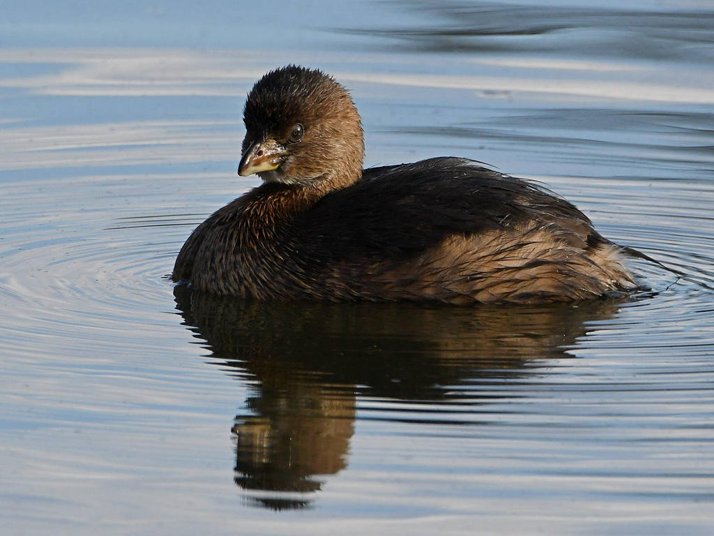 Grebe2.jpg