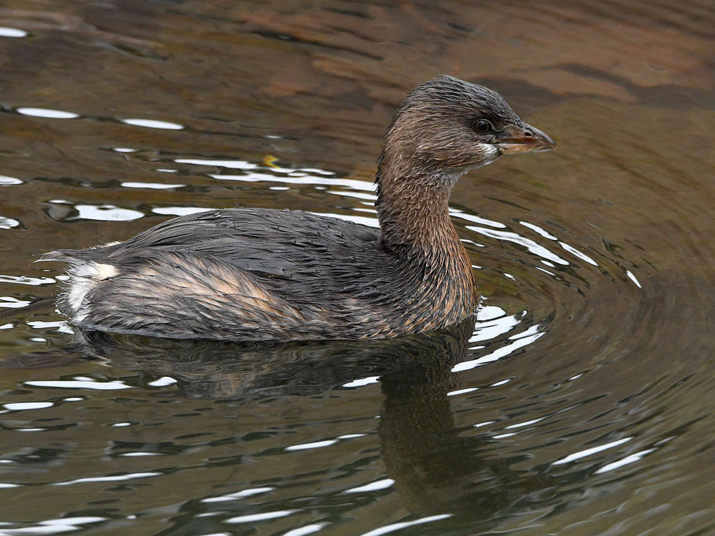 Grebe2.jpg